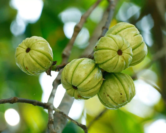 Choosing Quality Garcinia Cambogia Supplements: Factors to Consider - Genetic Nutrition